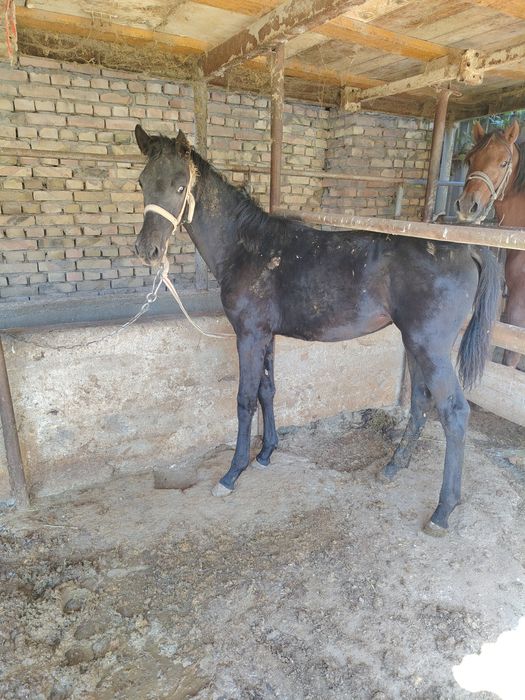Семиз ургашы жабагы