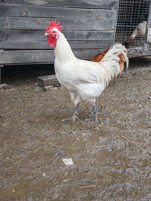 Cocosi La Bresse alb