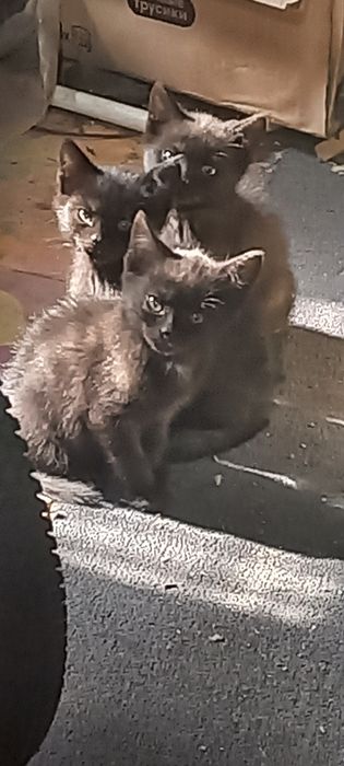 Отдам котят в добрые руки