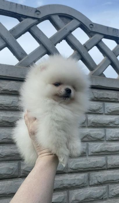 Pomeranian miniboo pedigree
