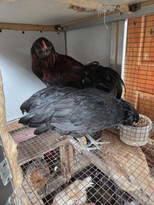 Молодая семья амераукана.