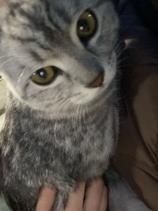 Отдам Котенка в добрые руки