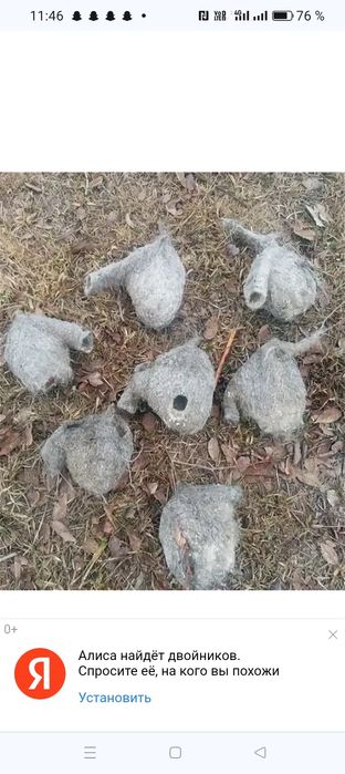 Куркултайдын уясы