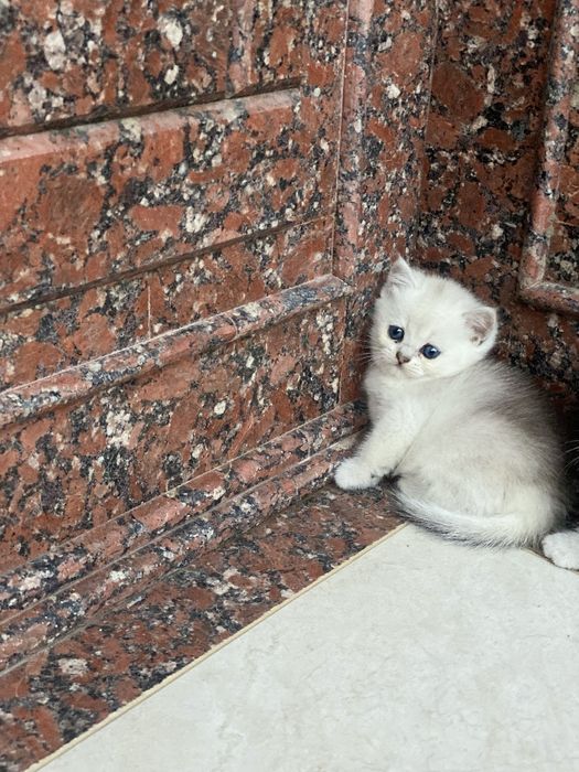 Tozza paroda shinshilla serebrenniy
2 oylik sotiladi 
4 dona bor 
Rasa