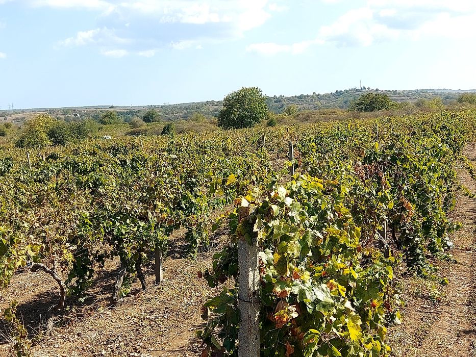 Продава се Парцел в Белослав - 3000 кв.м за 3 €/кв.м - Снимка #3