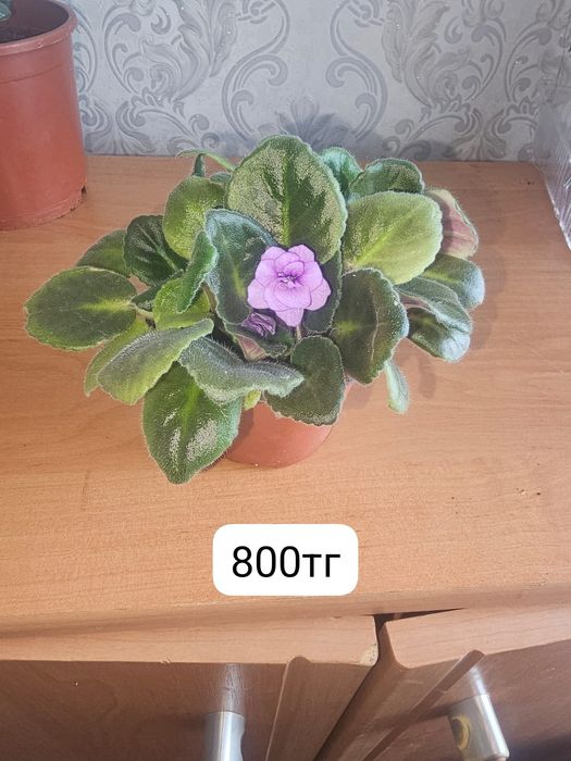 Продам комнатные цветы