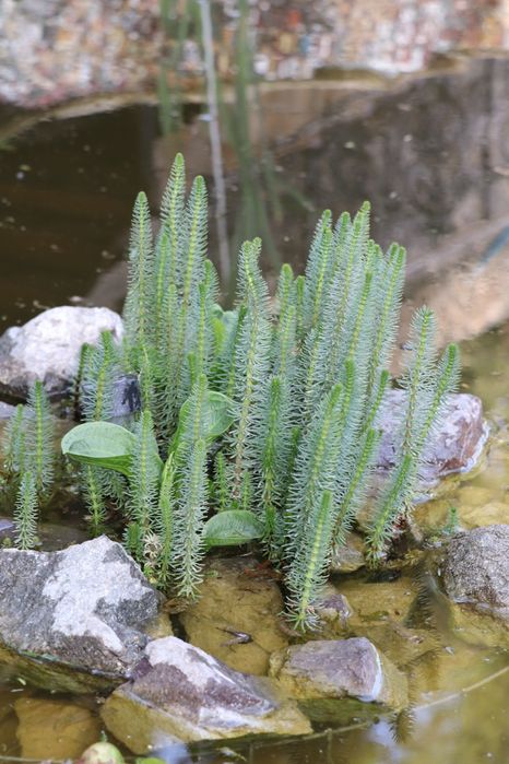 Продаю прудовые растения