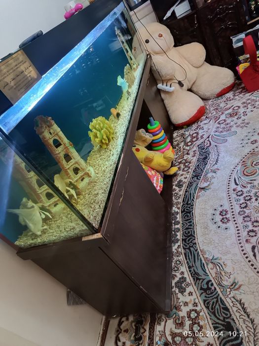 Akvarium sastayana yaxwi