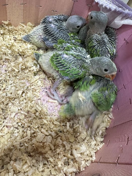 Onjrella jojalari sotladi