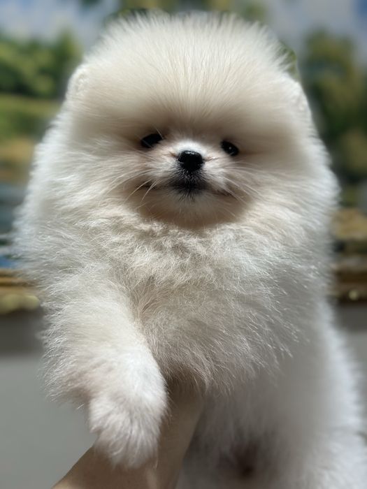 Кукольная девочка шпиц