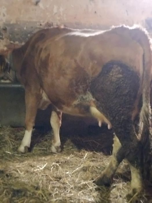 Vând vacă de 4 ani