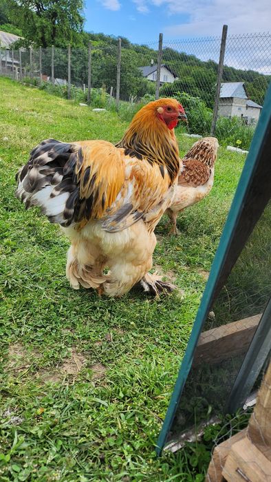 Cocoș Brahma vârstă de 6 luni