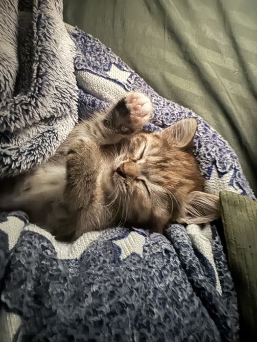 Отдам котенка 2,5 меяца