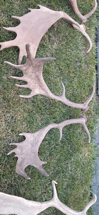 Vand colectie de coarne de cerb lopatar,trofee, perechi si coarne razlete. Vedeti cele 8 poze atasate la anunt