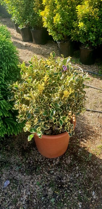 Cryptomeria japonica calitate extra