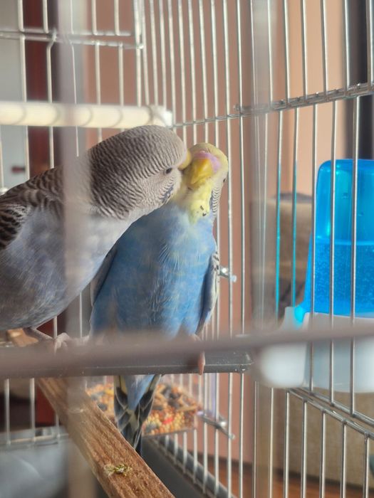 Попугаи волнистые крупные