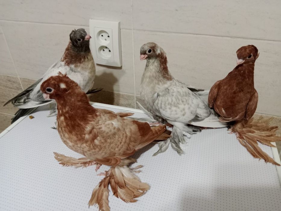 Продам  голубей