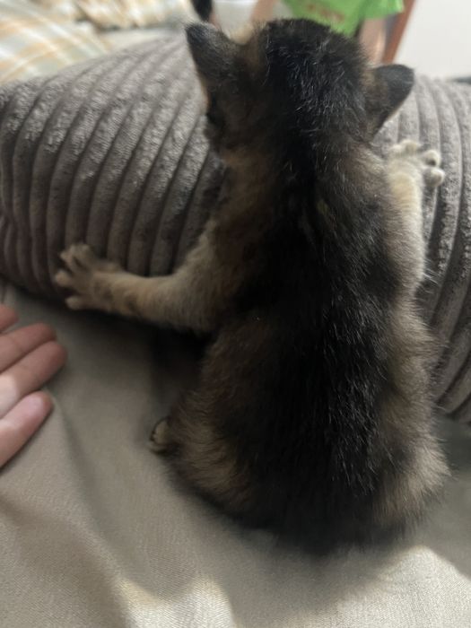 Котята редкой породы Чаузи