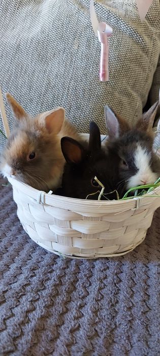 Vând iepuri cap de leu