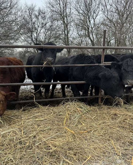 В продаже Телята бычки