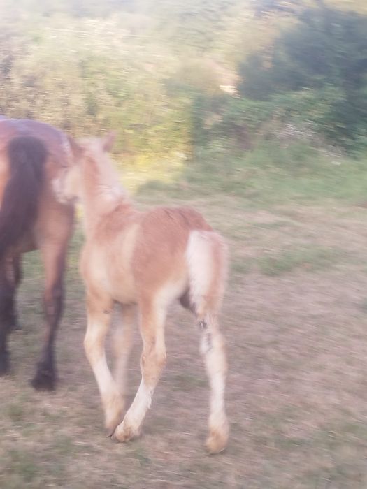 De vânzare iapa de 8ani cu mânz de 3 luni
