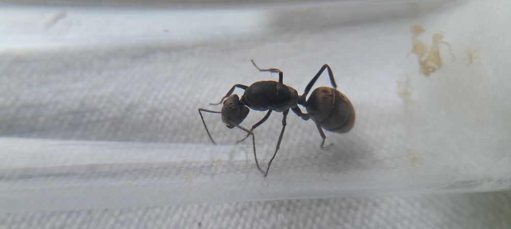 Муравьи разных видов в наличии