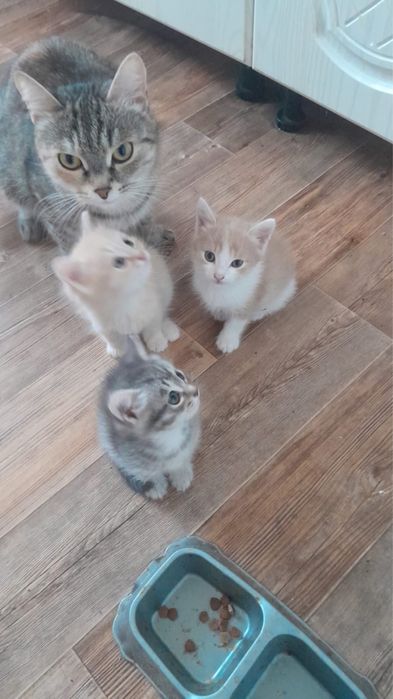 Отдам котят в хорошие рукт