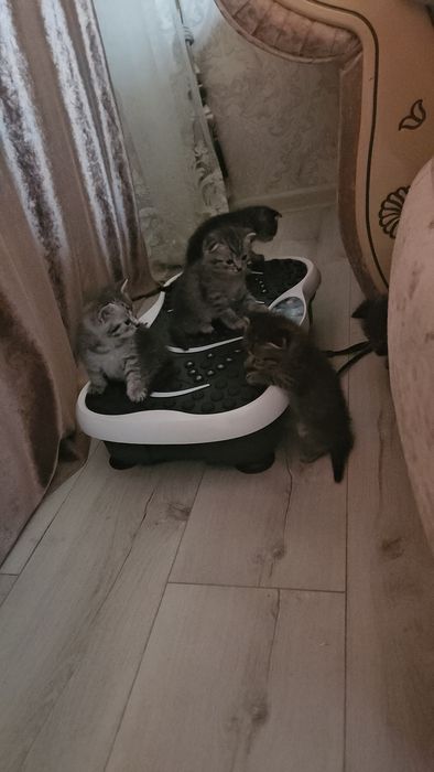 Котята шотландские