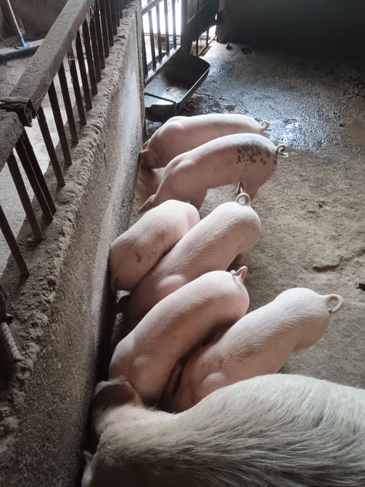 Продавам малки прасета