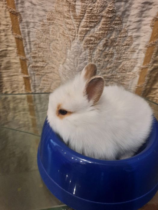 Декоративный кролик. Белый.