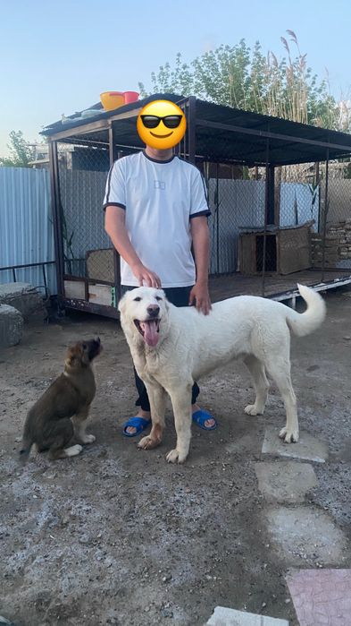 Ургашы тобет сатылады