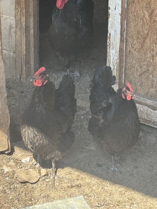 Инкубационные яйца австролорп