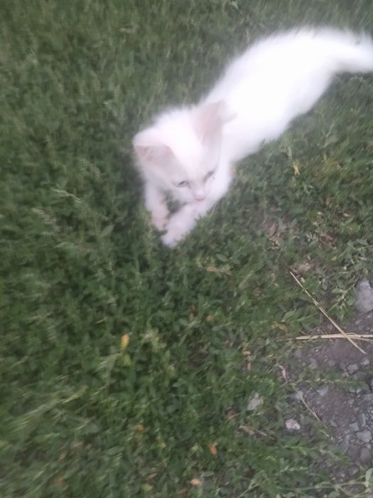 Отдам в заботливые руки