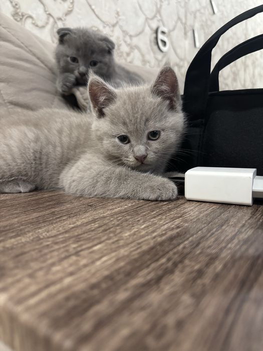 Продам британских котят