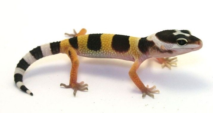 Геккон Эублефар ручной