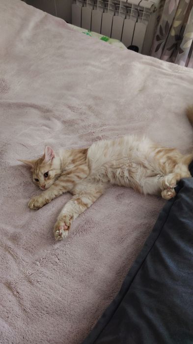 Котенок мейнкун 5месяцев