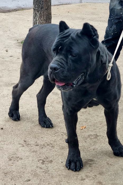 Kani kros jeska na 2 godinki