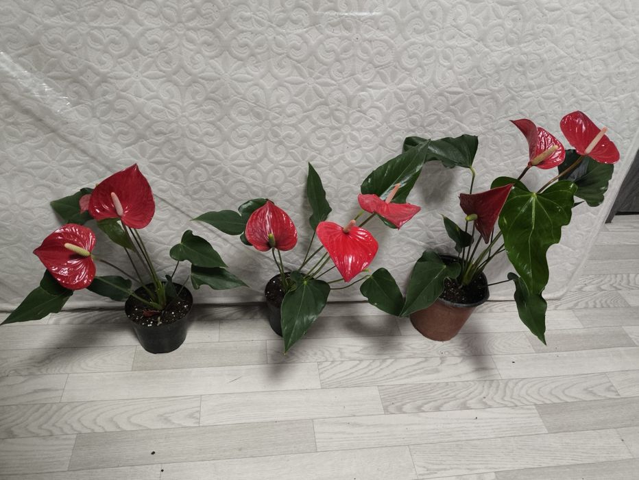 Комнатные растения редкие