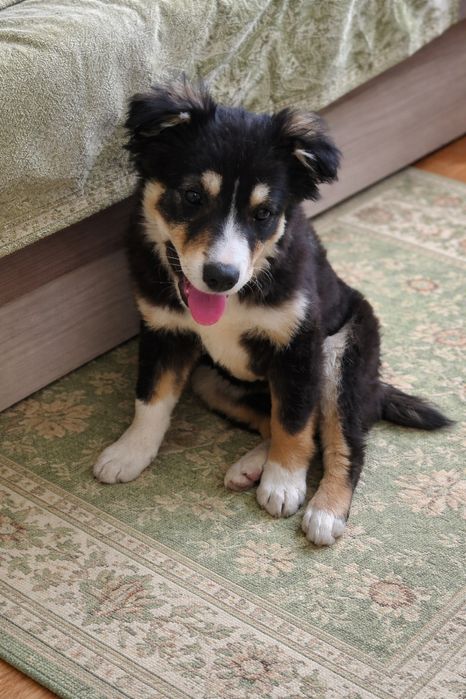 Щенок в поиске любещей семьи.