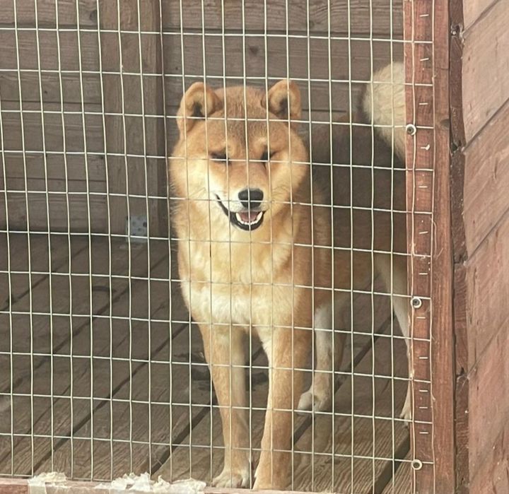 Сиба ину на вязку