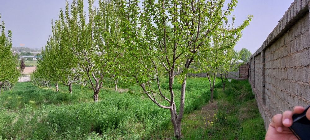 Продаётся земельный участок в Янгиюле