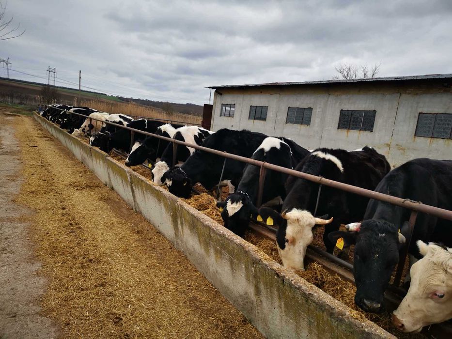 Продава се Промишлена сграда в Добрич, Дружба 3 - 1500 кв.м за 334 €/кв.м - Снимка #12