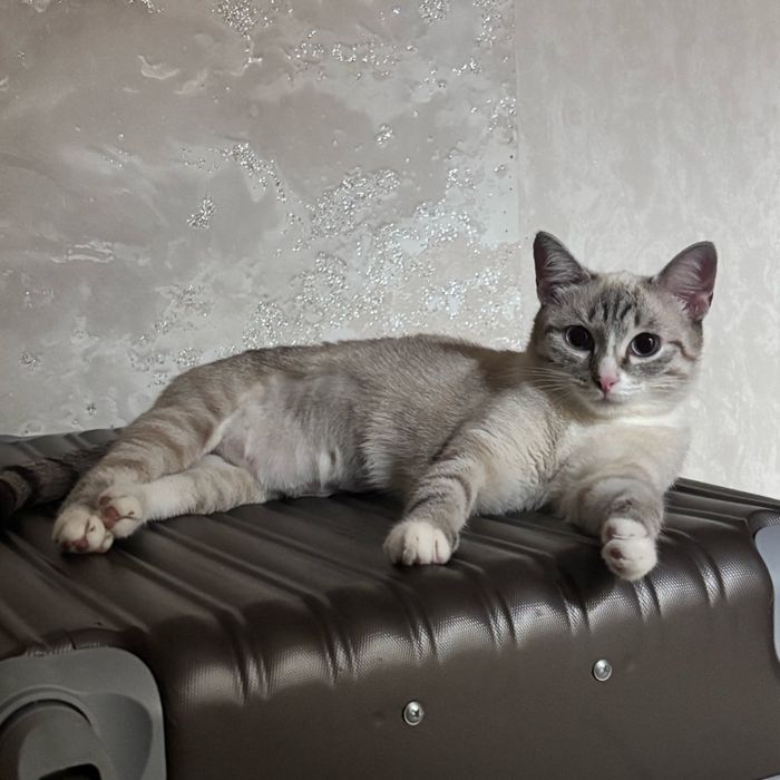 Отдадим красотку кошку