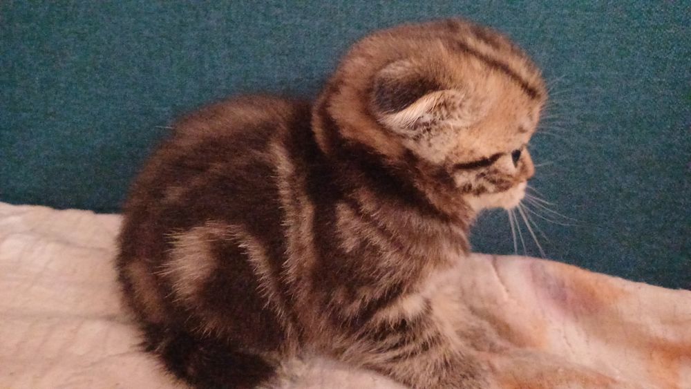 Продам шотландского котёнка