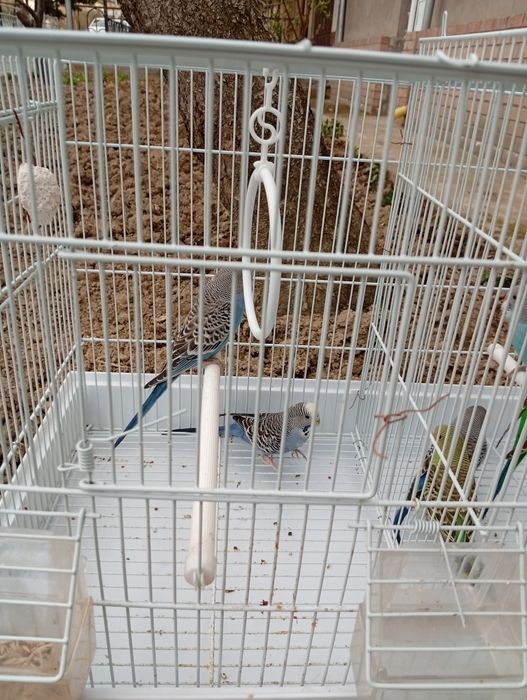 Toti qushlar sotiladi