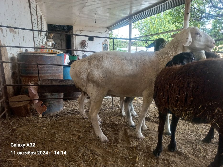 Курбандыка кой бар