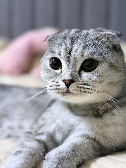 Срочно продаётся кошка Скоттиш фолд