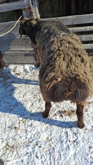 Продам кошкаров гисар с идельбаем