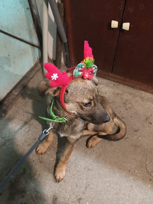 Подарява се бебе Бруно