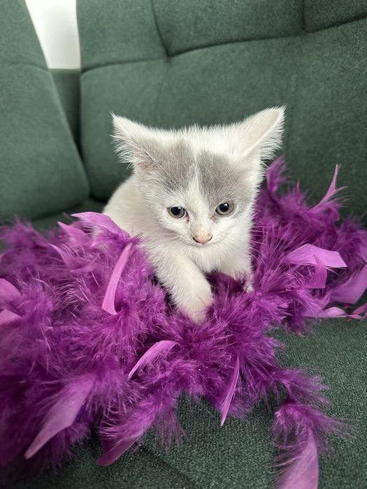 Продаётся котята скотиш фолд